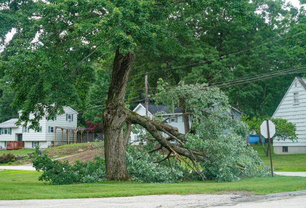 How Our Tree Care Process Works  in  Piketon, OH