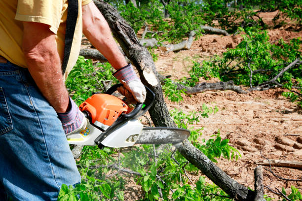 Best Arborist Consultation Services  in Piketon, OH